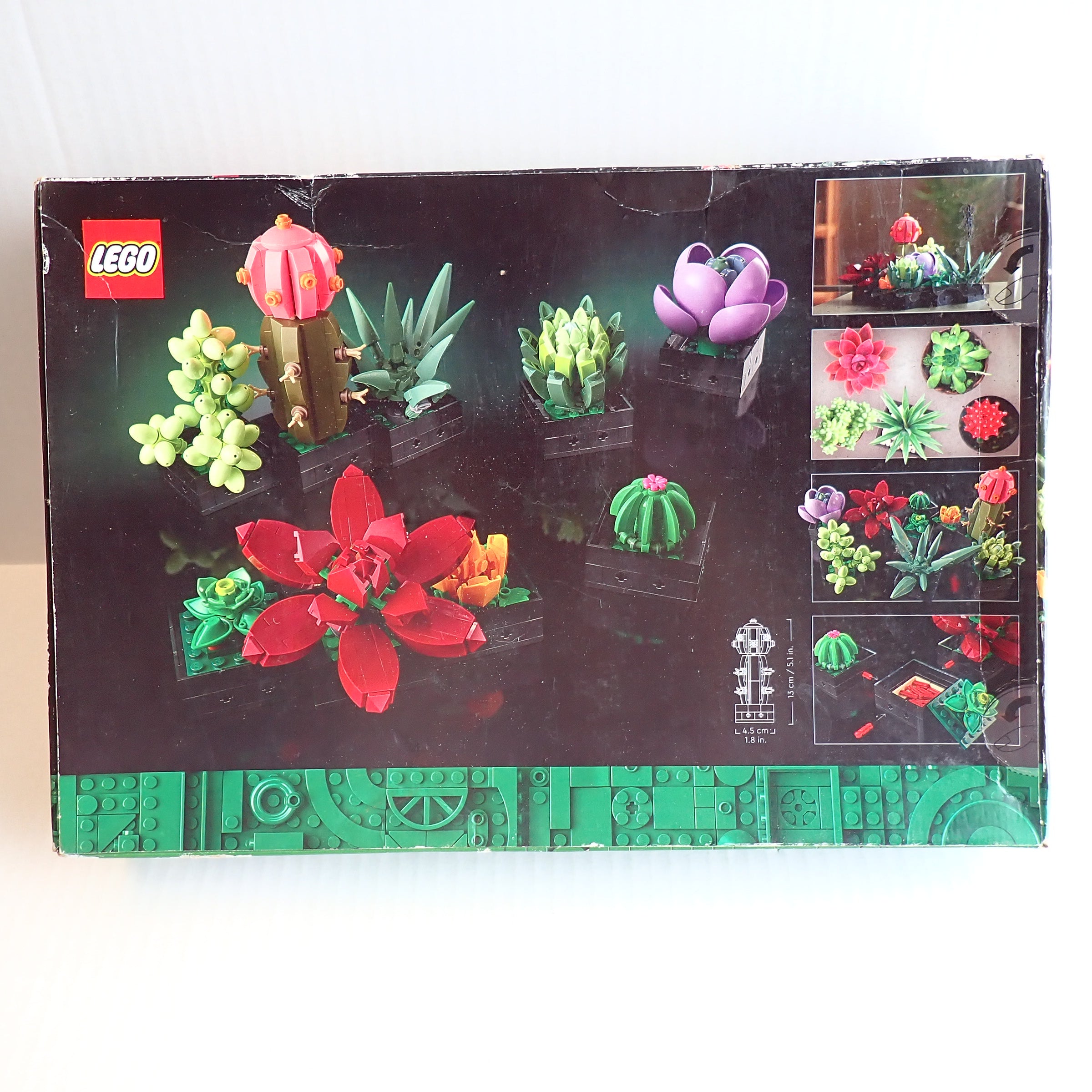 Succulents [10309]