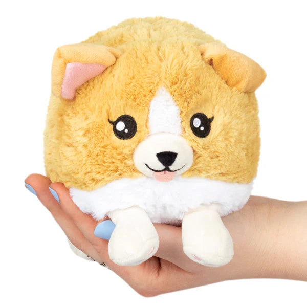 snackers_baby_corgi.webp